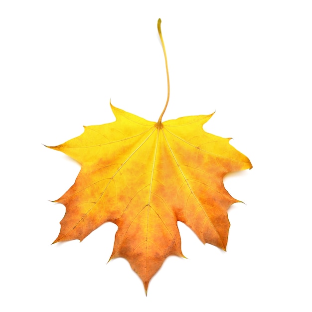 Autumn yellow maple leaf isolated on white background. Falling foliage. Flat lay, top view, creative concept