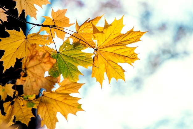 Autumn yellow maple leaves on a light blurred background