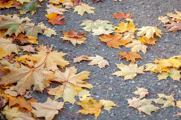 Autumn yellow maple leaves on the road