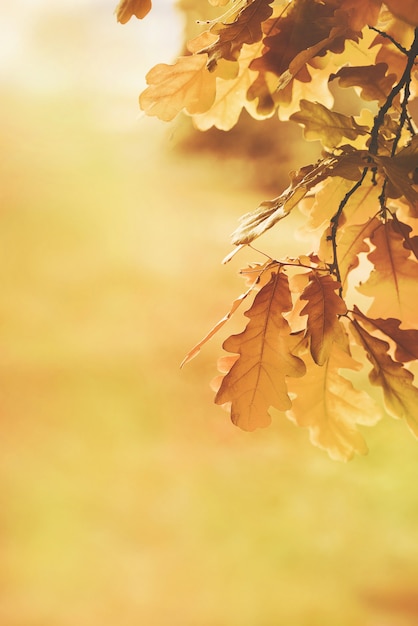 Autumn yellow oak leaves background. Plant and botany nature texture