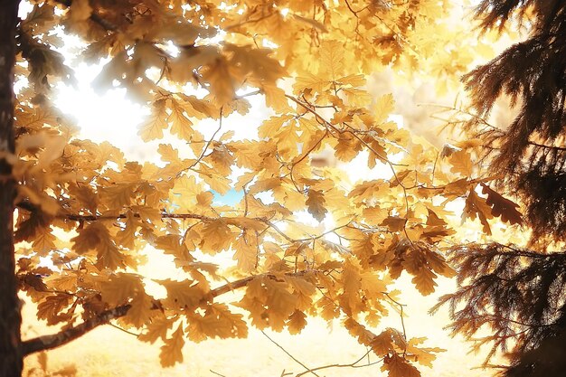 autumn yellow park background, abstract blurred view of yellow trees and leaves