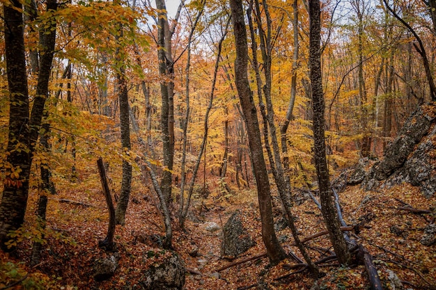 Autumn yellow trees in the forest in raine Beauty of nature concept background