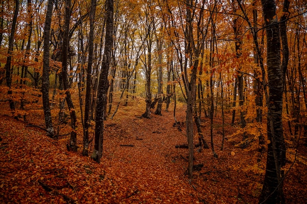 Autumn yellow trees in the forest in raine