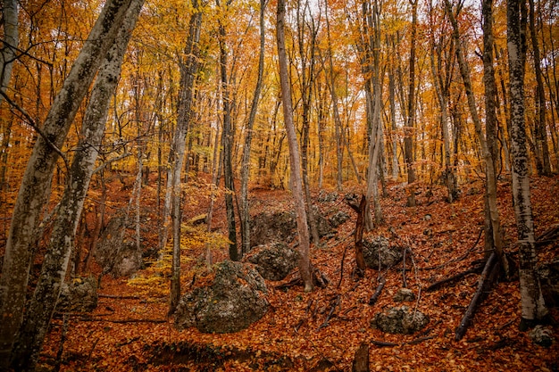 Autumn yellow trees in the forest in raine