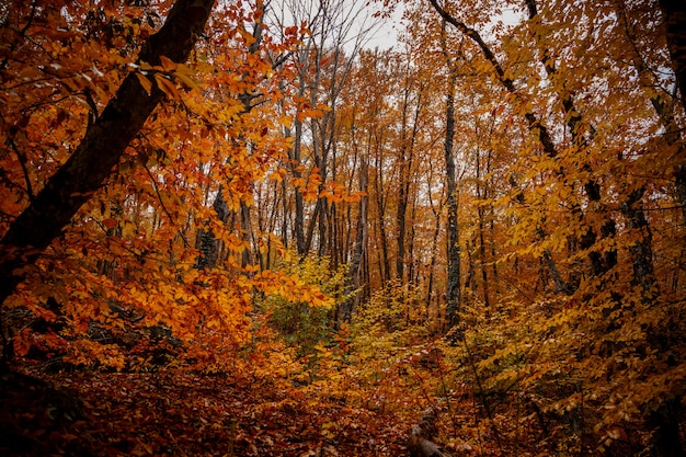 Autumn yellow trees in the forest in raine