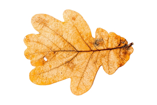 Autumn yellowed leaf. Isolated on white background