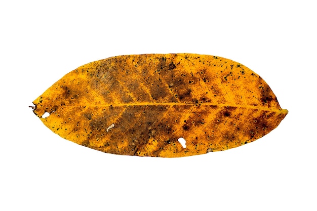 Autumn yellowed leaf. Isolated on white background