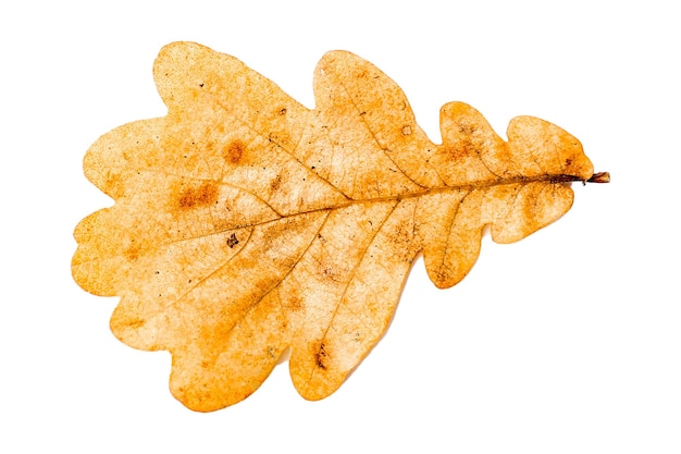 Autumn yellowed leaf. Isolated on white background