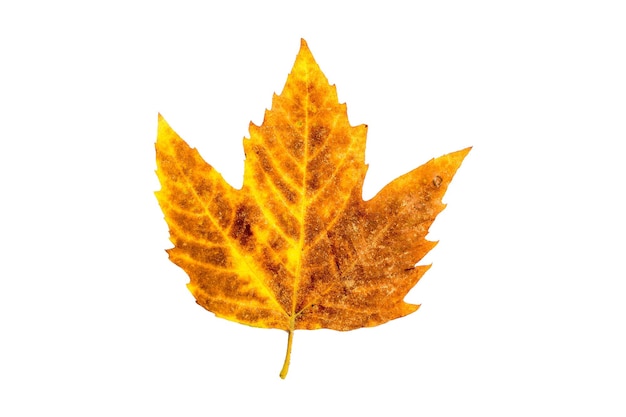 Autumn yellowed leaf. Isolated on white background