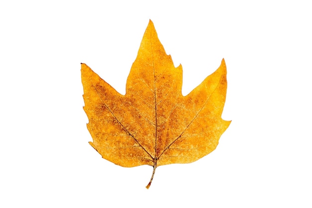 Autumn yellowed leaf. Isolated on white background