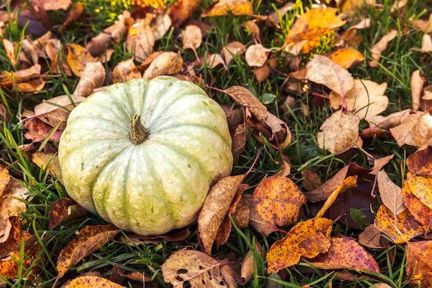 Autumnal background autumn fall pumpkin on dried fall leaves garden background outdoor october septe