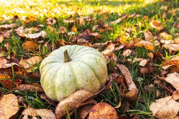 Autumnal background autumn fall pumpkin on dried fall leaves garden background outdoor october septe