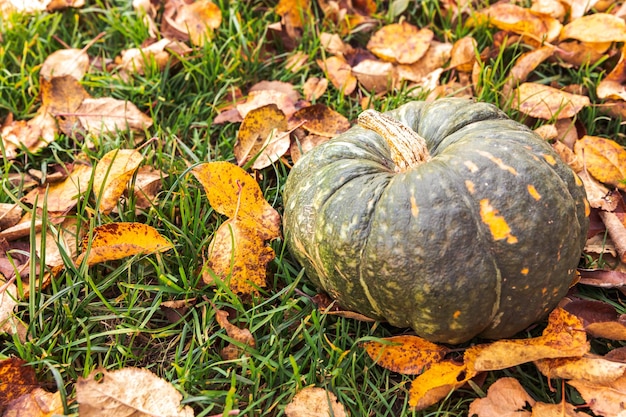 Autumnal background autumn fall pumpkin on dried fall leaves garden background outdoor october septe