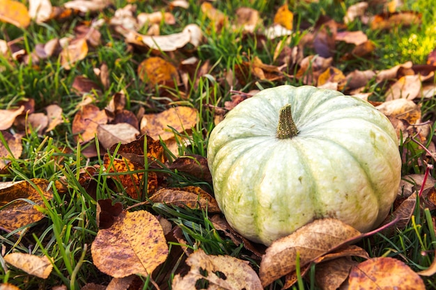 Autumnal background autumn fall pumpkin on dried fall leaves garden background outdoor october septe