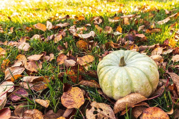 Autumnal Background Autumn fall pumpkin on dried fall leaves garden background outdoor October september wallpaper Change of seasons ripe organic food concept Halloween party Thanksgiving day