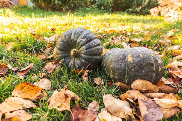 Autumnal background autumn fall pumpkins on dried fall leaves garden background outdoor october sept