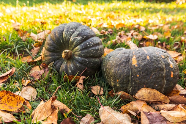 Autumnal Background Autumn fall pumpkins on dried fall leaves garden background outdoor October september wallpaper Change of seasons ripe organic food concept Halloween party Thanksgiving day