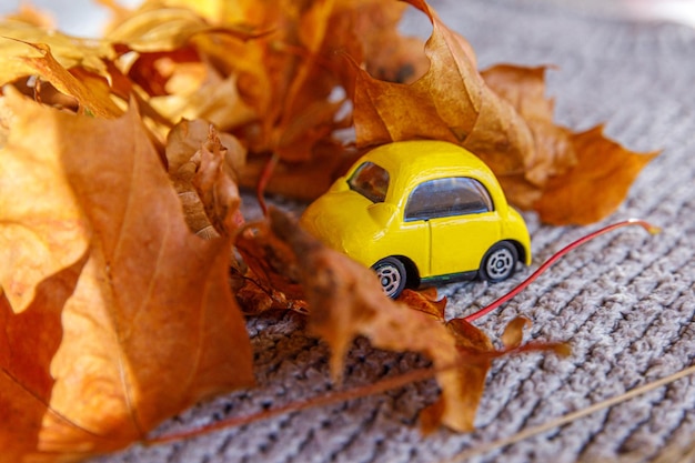 Autumnal Background Yelllow toy car and dried orange fall maple leaves on grey knitted sweater Thanksgiving banner copy space Hygge mood cold weather delivery concept Hello Autumn travel