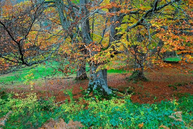 Autumnal beech forest in the Irati Forest. Navarre. Spain