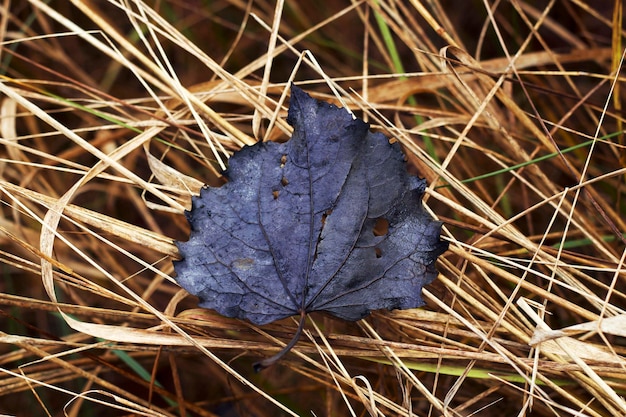 Autumnal black leaf on the dry yellow grasses close up