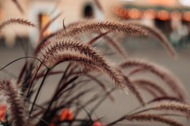 Autumnal dried brown beige seasonal plants growing in the nature Dry reeds bohemian concept Autumn in the city Natural background