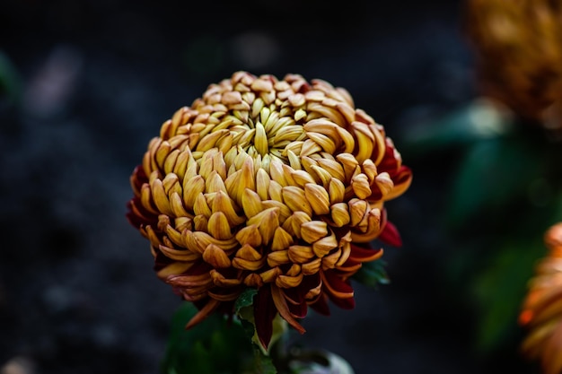 Autumnal flowers in the garden