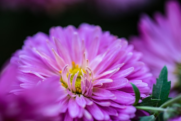 Autumnal flowers in the garden