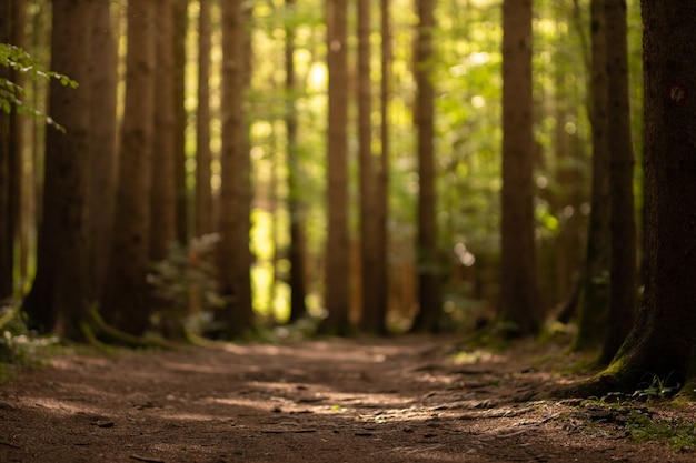 Photo autumnal forest, ground view with blurred trees background