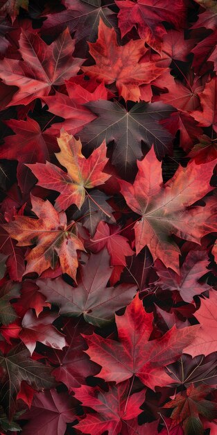 Autumnal Maple Leaves A Vibrant Display of Natures Beauty A closeup view of a collection of vib