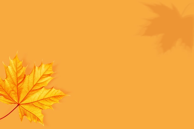 Autumnal natural background in a minimalist style Yellow red maple leaf on a light orange background Creative image Free space for text