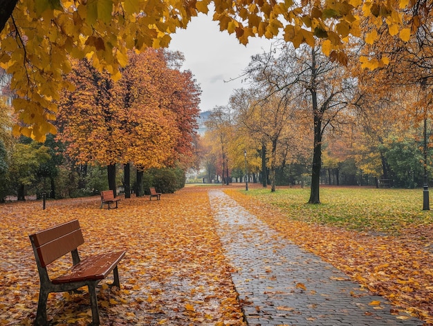 Photo autumnal park path with a bench and fallen leaves