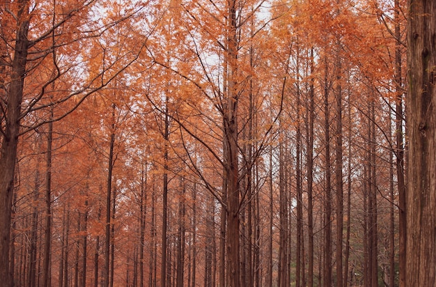 Autumnal pine forest. abstract natural background with tall of pine