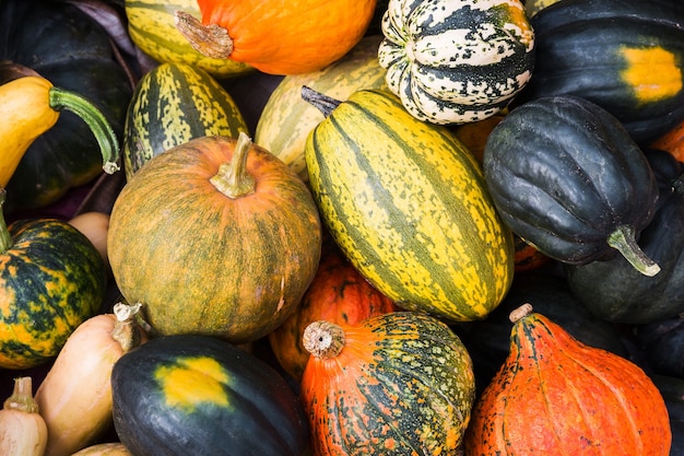 Autumnal pumpkins, harvest