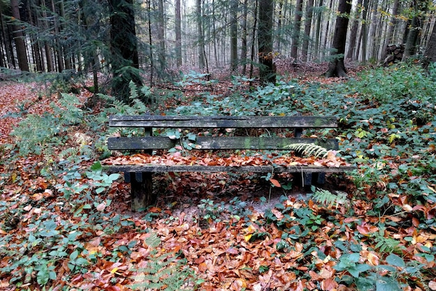 Autumnal season trees and front view of wooden bench for relaxation in the nature on a beautiful autumn.