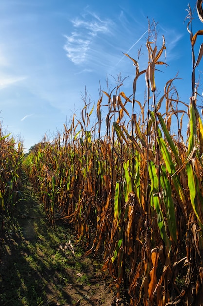 Autumnal wilting cornfield with corn on the cob