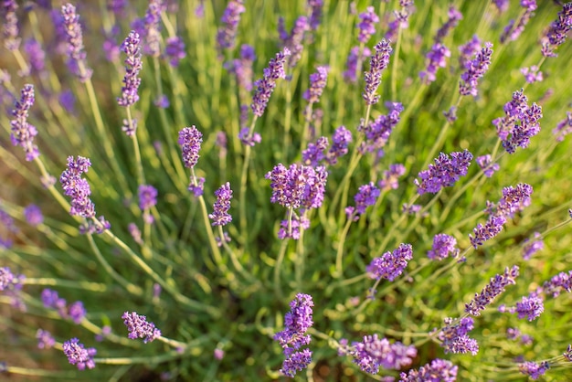 Avender bushes on the field at sunrise wonderful background Purple flowers