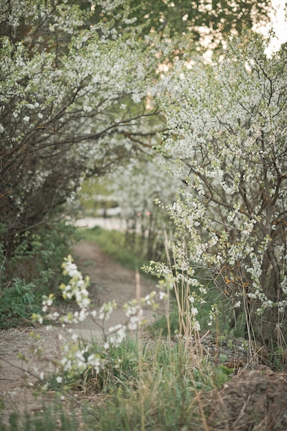 Avenue of cherry blossom trees 2732