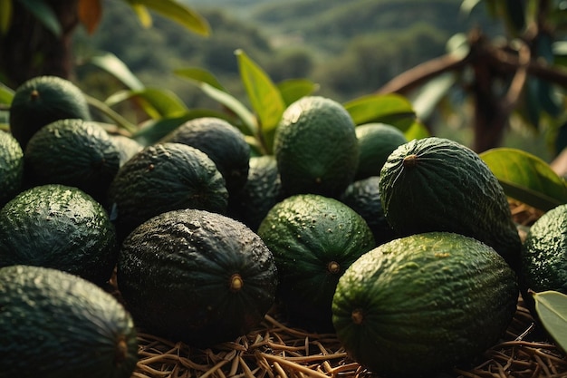 Avocado Farming Lifestyle