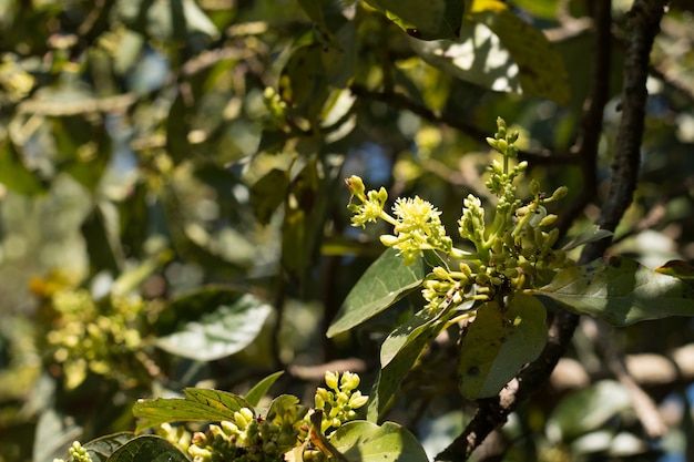 Avocado flower on plant