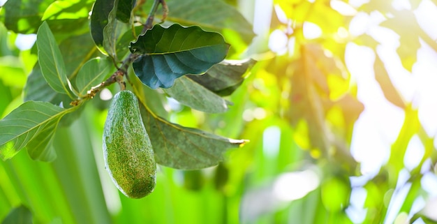 Avocado fruit hang on the avocado tree in the summer fresh green avocado