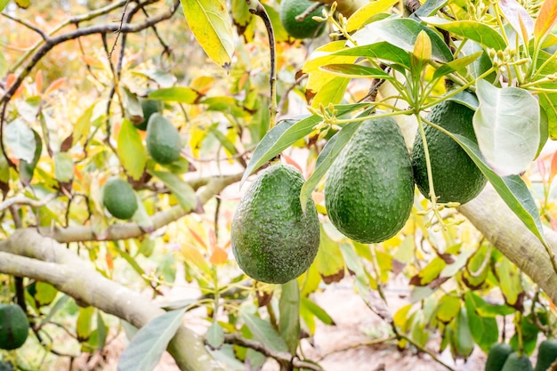 avocado growing on a young tree