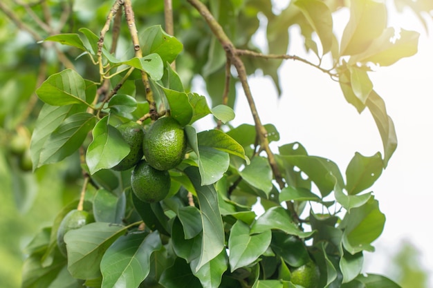 Avocado on plant or Raw avocado on tree fresh product in Thailand's organic farm