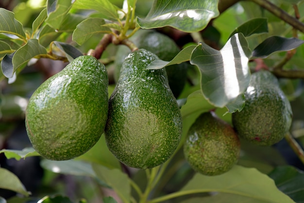 Avocado on the tree with green leafs