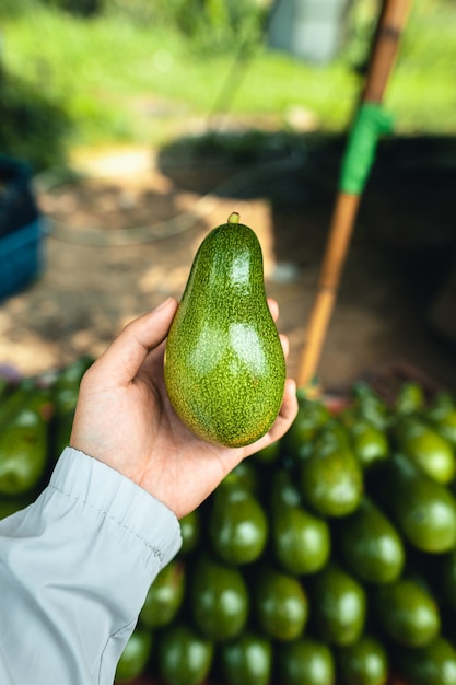 Photo avocados on a table at a street market fresh green