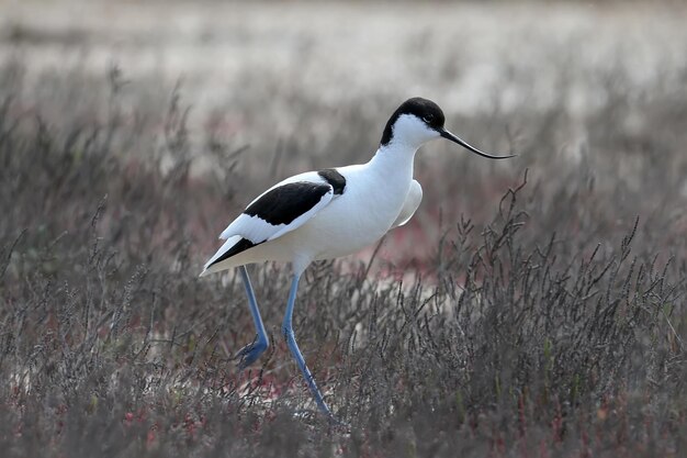 Avocet in the backlight