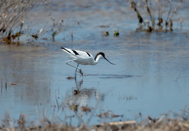 Avocet goes through the blue water in search of food