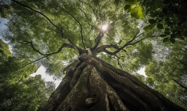 Aweinspiring nature scene with giant tree canopy designe