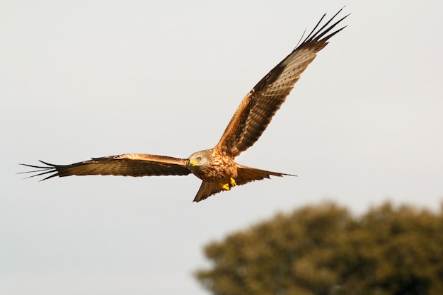 Awesome bird of prey in flight 