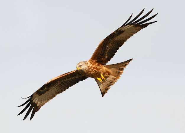 Awesome bird of prey in flight 