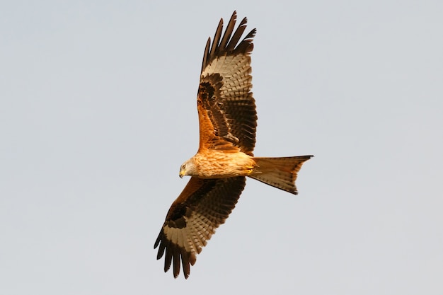 Awesome bird of prey in flight 